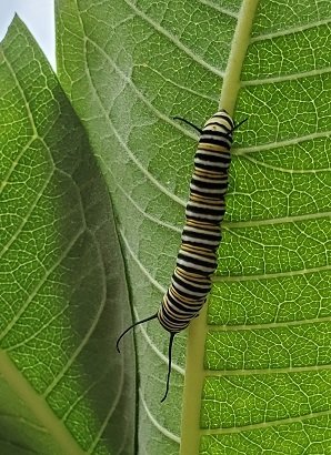 Chrysalis Stage of a monarch butterfly